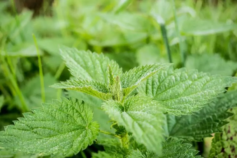 close-up photo of nettles
