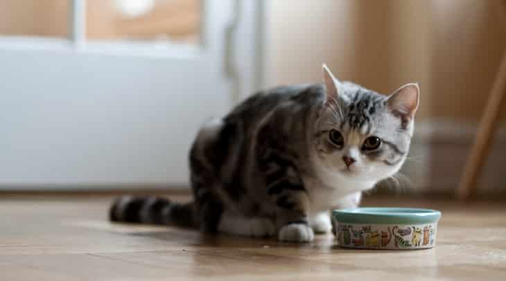a little cat eating
