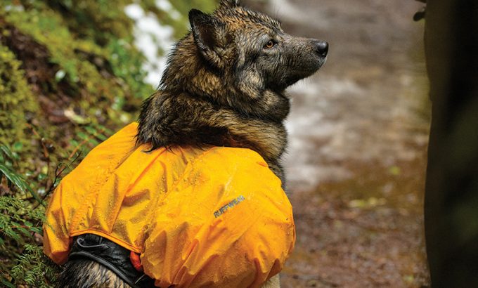 A dog wearing a waterproof pack on a rainy day