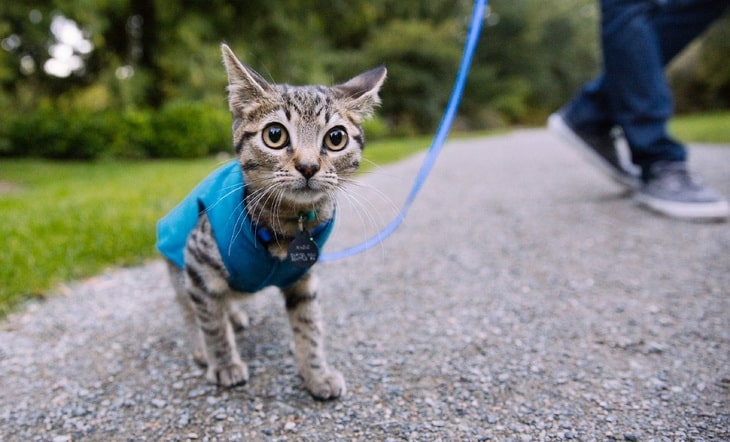 backpack for cats to wear