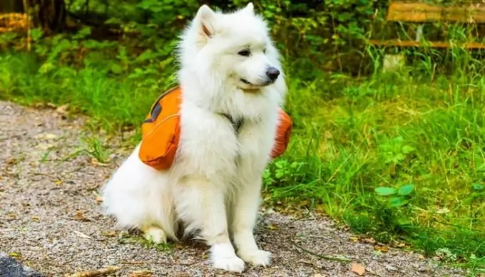 A-must-have-for-hiking-and-camping-with-a-dog