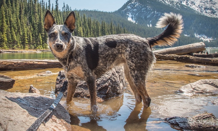 A well-mannered dog can be a great trail mate