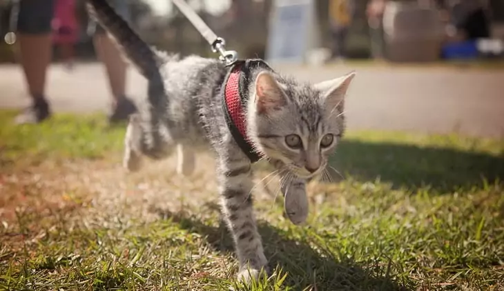 Teach your cat to be on a leash