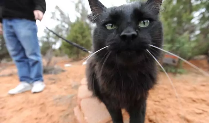 close-up photo of a hiking cat