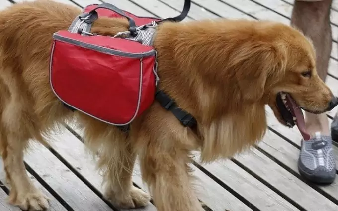a brown dog with a backpack