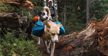 Backpacking With Dogs