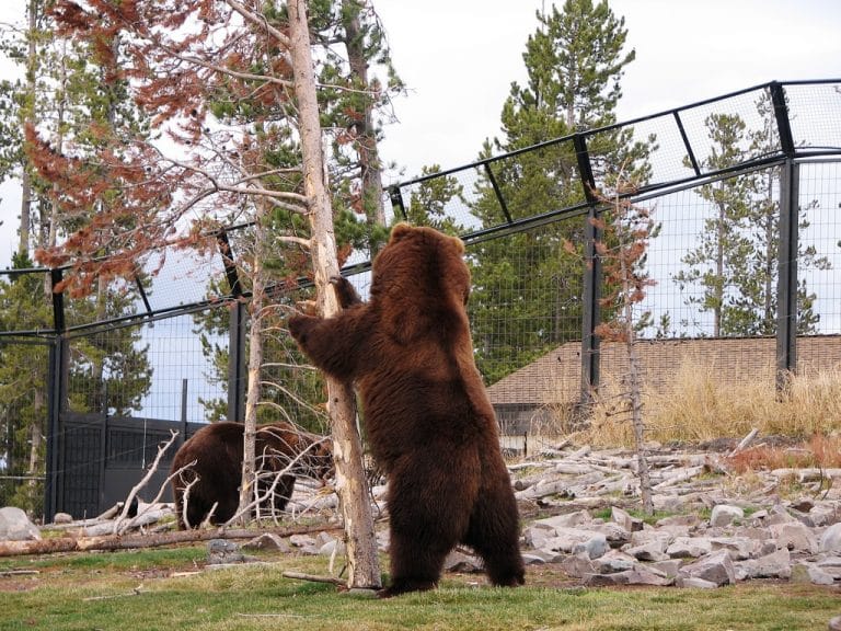 Bear-Shaking-Tree