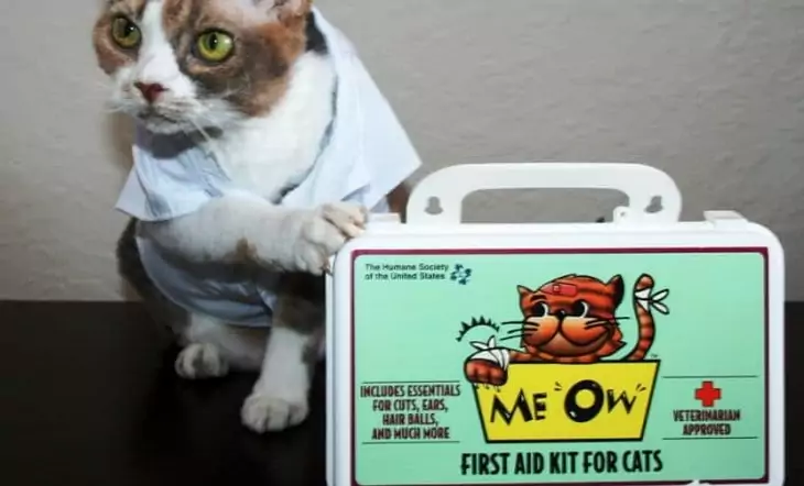 A-Fist-Aid-Kit for cats