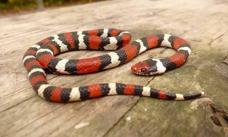 DOR snakes often look a little bug-eyed