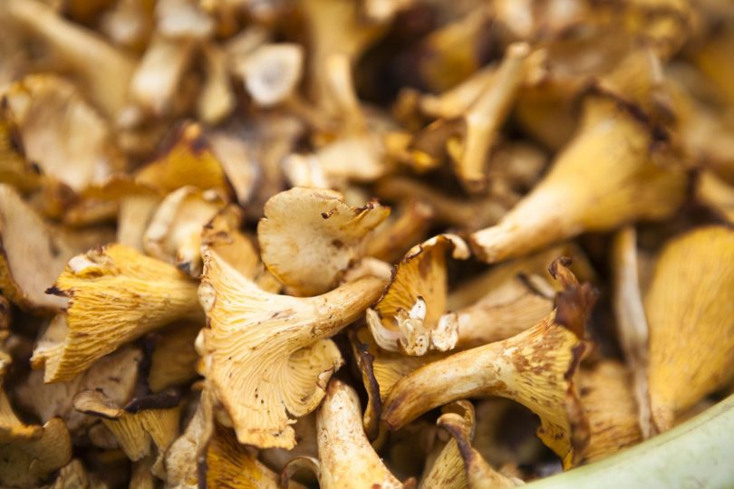 Dehydrating mushrooms for camping trips