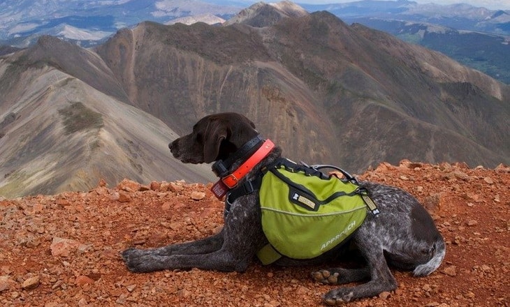 good dogs for hiking