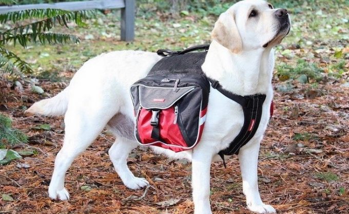 dog on backpack