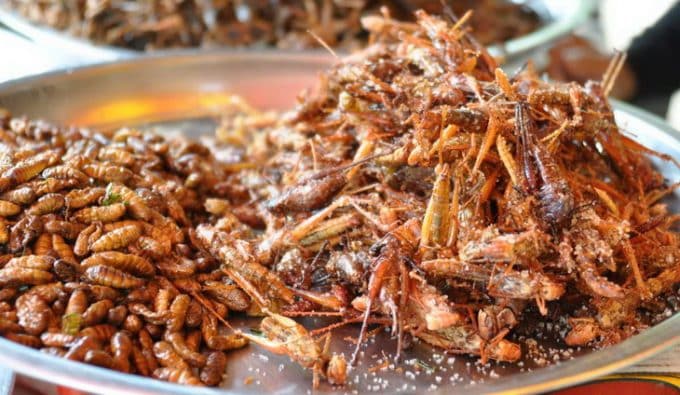 Edible Bugs: Why You Should Eat Them and Where to Find Them! - Hiking ...