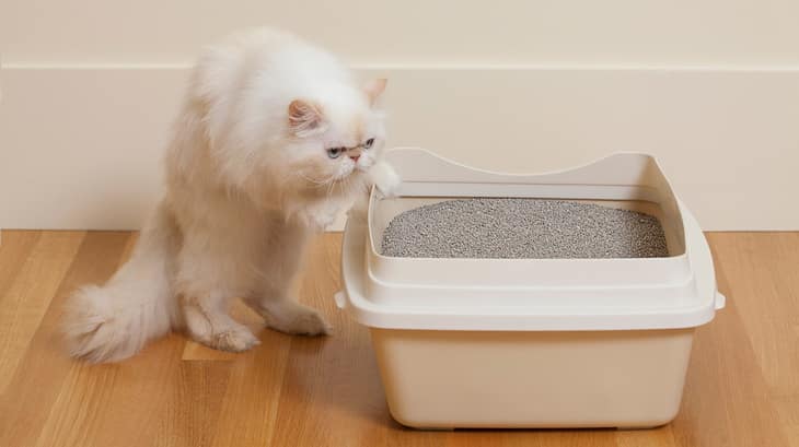 Feng shui your cat's litter box area for a home that looks fresh