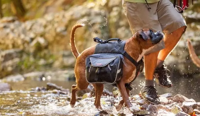 A man hiking with his little dog while is wearing a Hiking Pack for Dogs