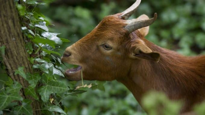 Goats Who Ate Poison Ivy