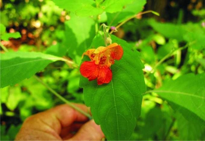 Jewelweed