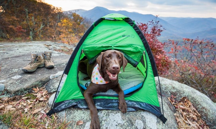 Labrador Retriever in his shelter