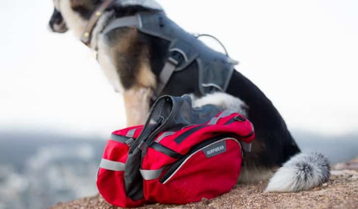 best rated dog backpacks