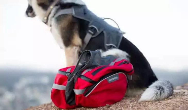 A dog and Ruffwear dog packs