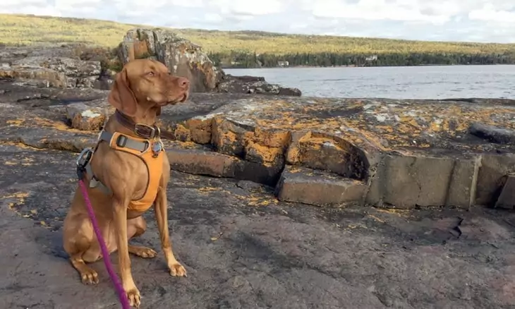 A dog wearing the-Ruffwear-Front-Range-Harness-and-Knot-A-Leash