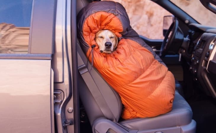 Very cute sleeping bag for a dog to stay warm and comfy