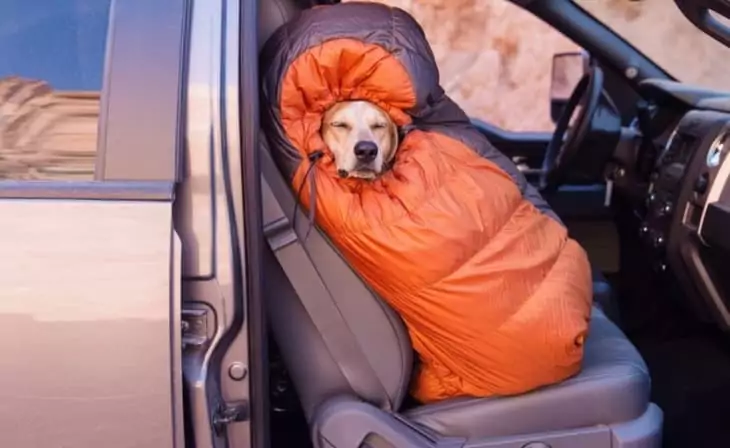 Very cute sleeping bag for a dog to stay warm and comfy
