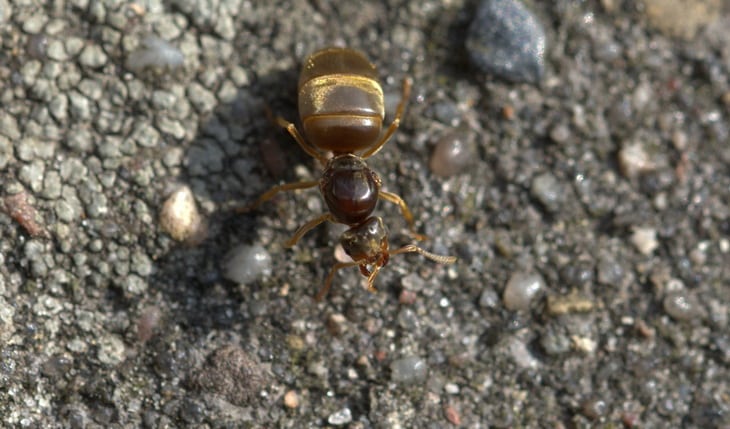 ant-queen on the ground