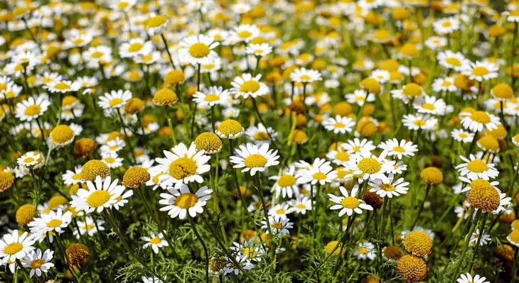 Shallow Focus Photography of Yellow and White Flowers during Daytime