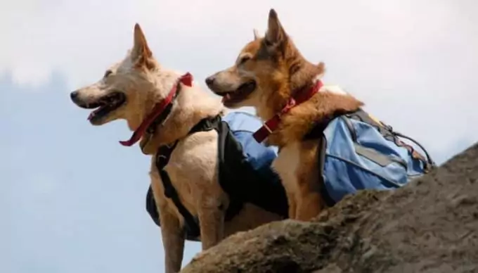 Two dogs with Hiking Packs 