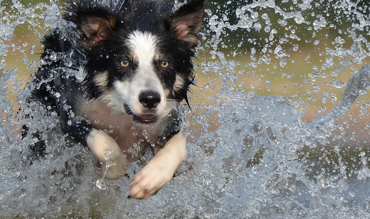 Border Collie running in the water