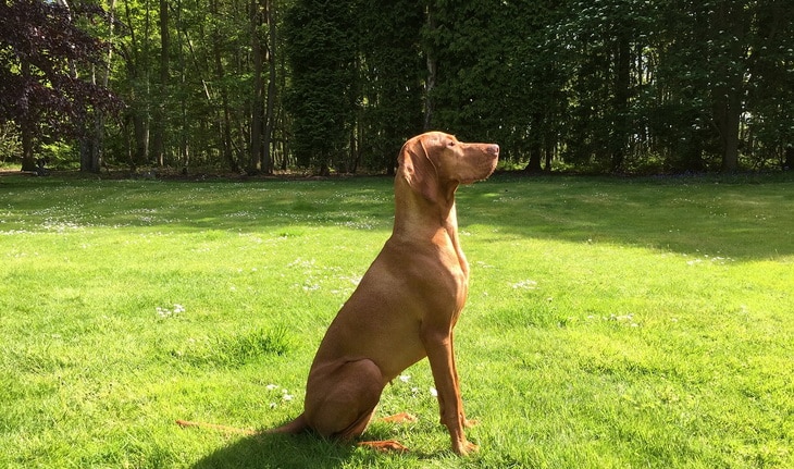Brown Vizsla dog looking to a person