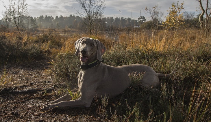 Weimaraner dog in the forest