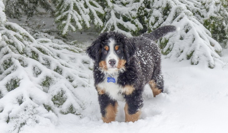 Bernese Mountain Dog in Snow