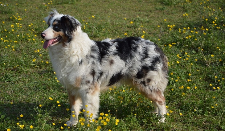 Australian Shepherd Dog 