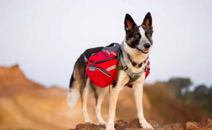 A dog-wearing a backpack is looking at the camera