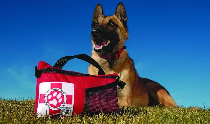 A dog sitting on the grass with a first aid kit