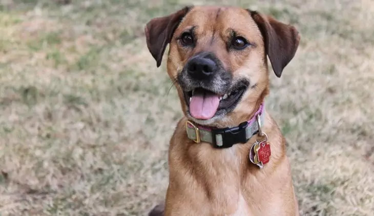 Image of a dog-with-collar