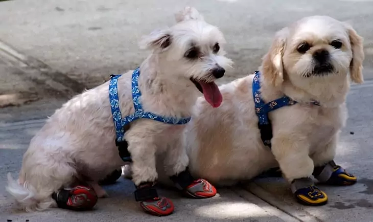 Image showing two dogs-in-sneakers