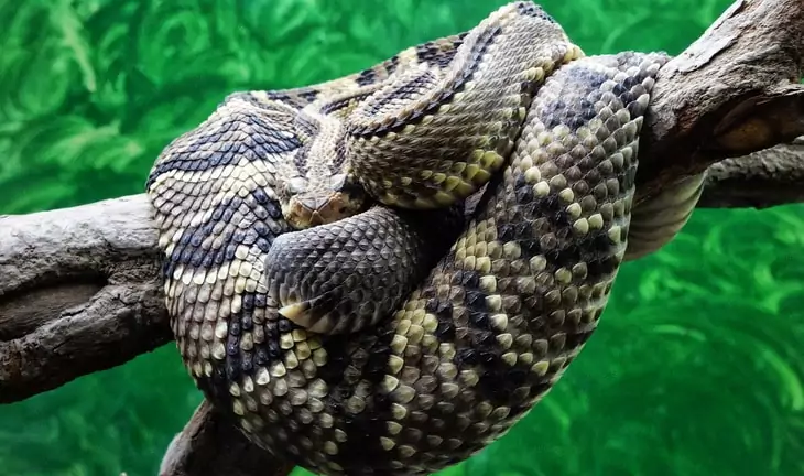 el-salvador rattlesnake in a tree