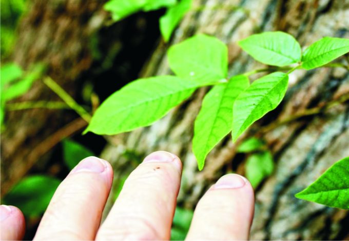 hand-touching-poison-ivy