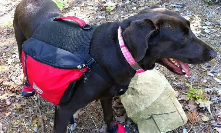 Image showing a hiking-dog with a backpack