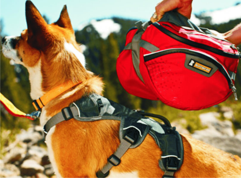 hiking equipment for your dog