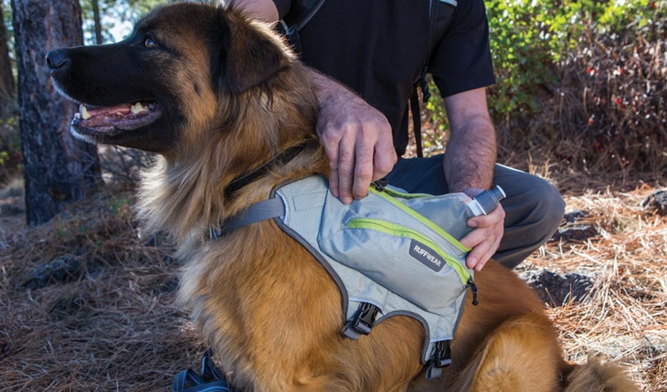 hydration system for watering your dog