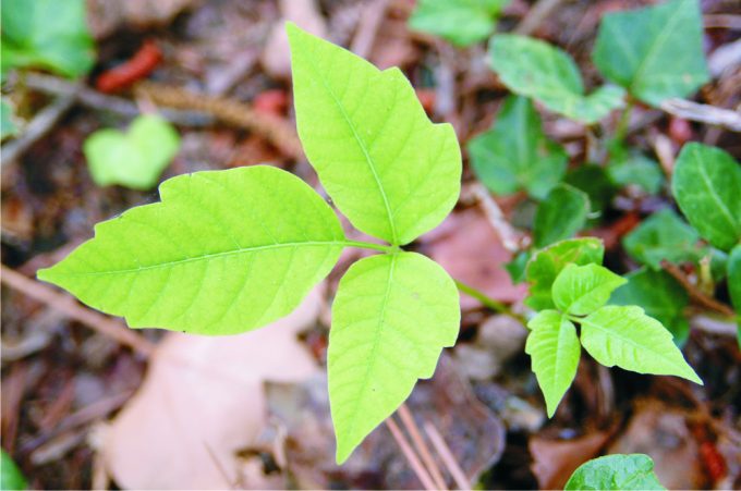 ivy-plant