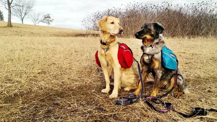 Two dogs with backpacks outside