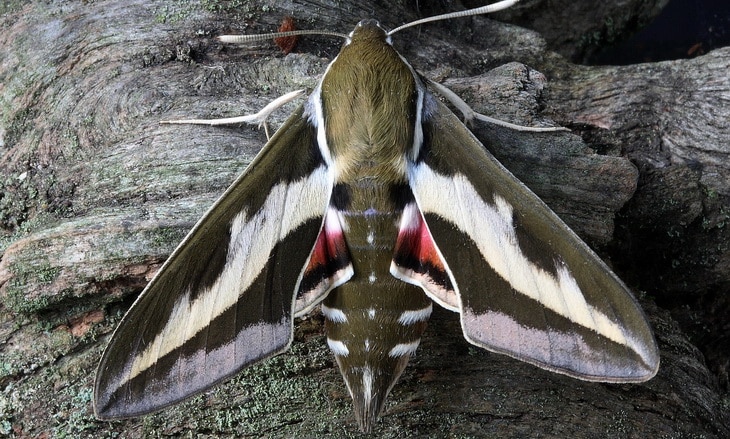 Close-up photo of a moth