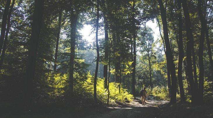 Man Walking on Forest