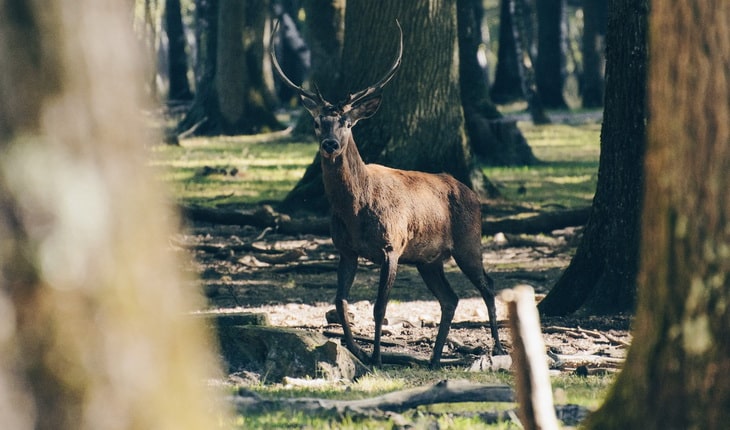 antlers in the forest