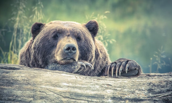 big bear grizzly on a tree